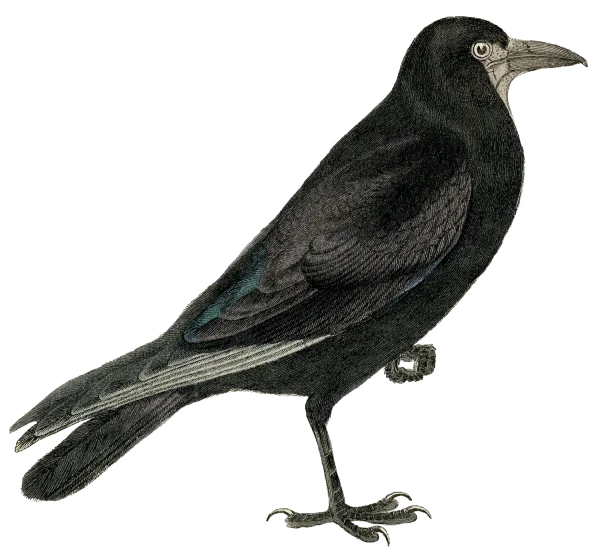 Vintage Crow Illustration Transparent PNG
