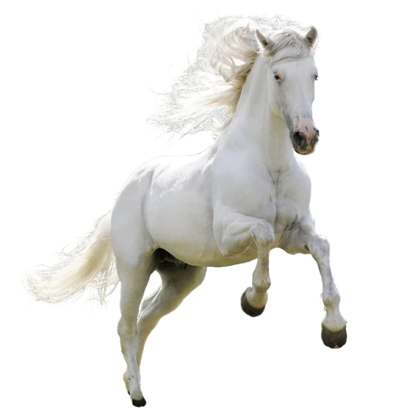 White Horse Galloping PNG Transparent Background