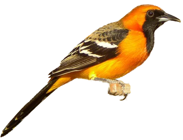 Oriole Bird PNG Transparent Background
