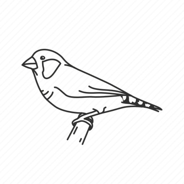 Bird Line Art PNG Transparent Background