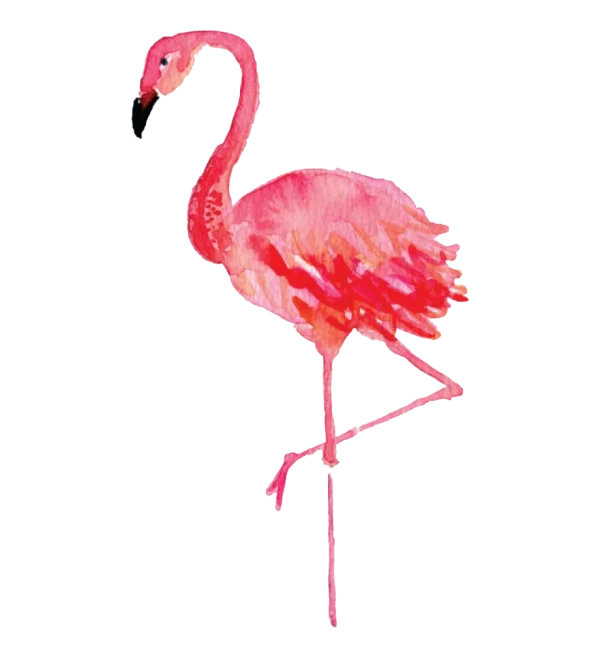 Pink Flamingo Watercolor PNG Transparent Background