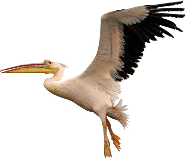 Pelican in Flight PNG Transparent Background