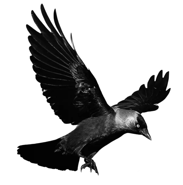Dark Crow in Flight PNG Transparent Background