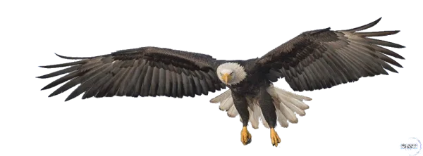 Bald Eagle Flying Transparent PNG
