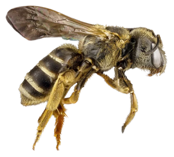 Detailed Furry Bee PNG Transparent Background