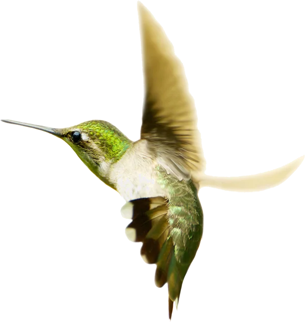 Hummingbird in Flight PNG Transparent Background