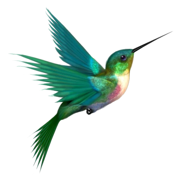 Vibrant Hummingbird Flying PNG Transparent