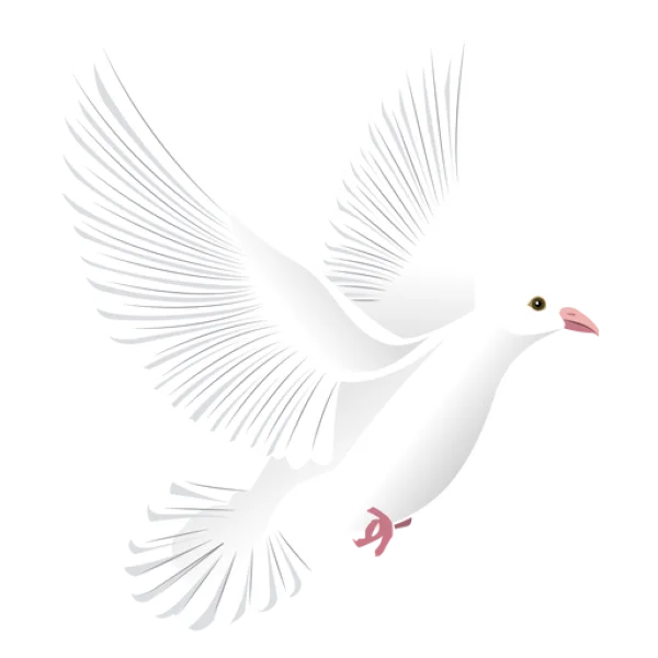 White Dove Flying PNG Transparent Background