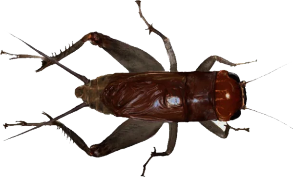 Brown Cricket Transparent PNG