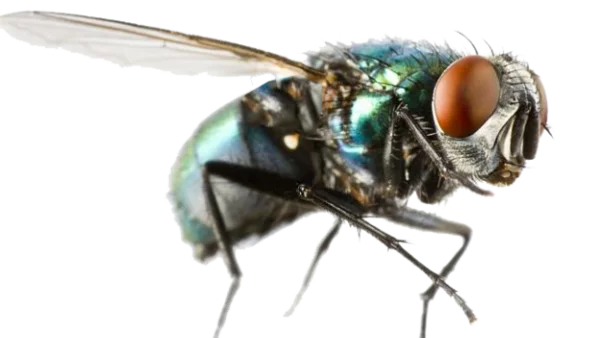 House Fly Macro Transparent Background