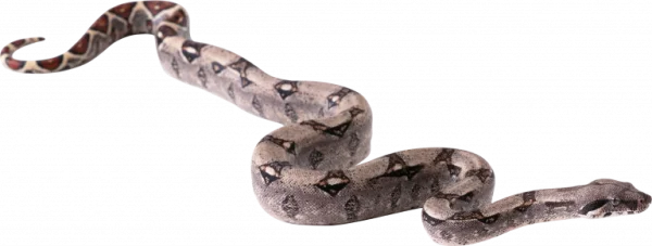Coiled Snake PNG Transparent Background