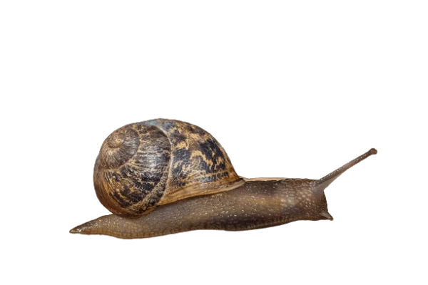 Garden Snail with Brown Shell PNG Transparent Background