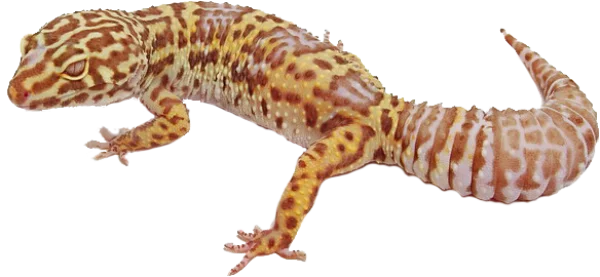 Leopard Gecko PNG Transparent Background
