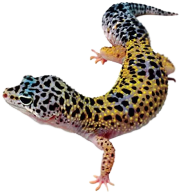 Leopard Gecko PNG Transparent Background