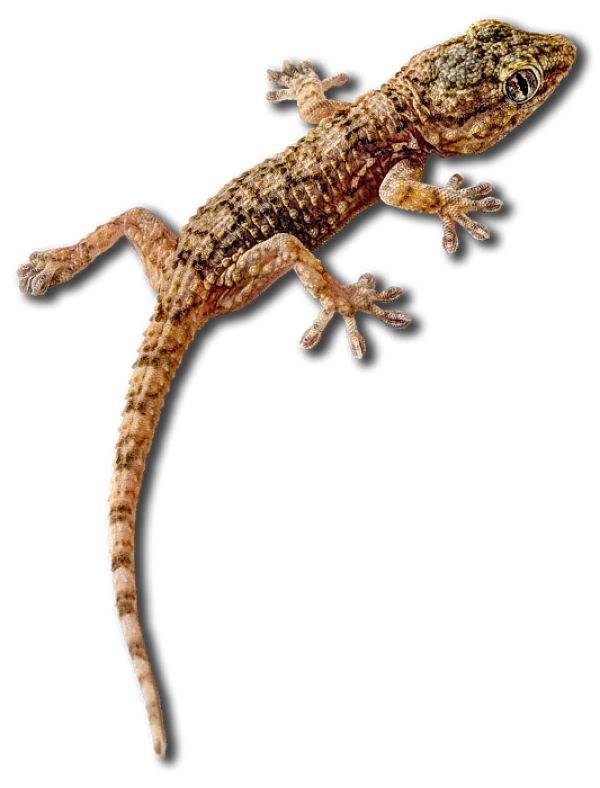Detailed Gecko Lizard PNG Transparent Background