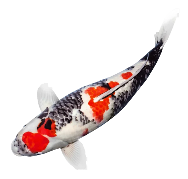 Vibrant Koi Fish PNG Transparent Background