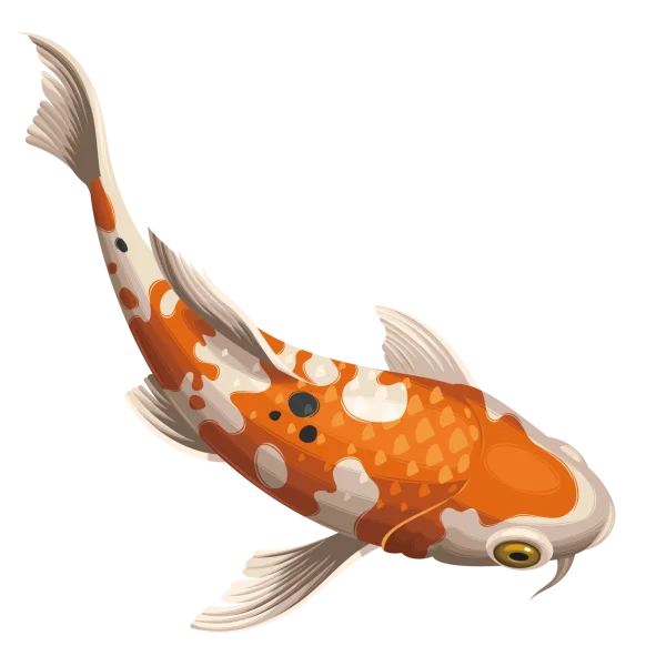 Vibrant Orange and White Koi Fish PNG Transparent Background