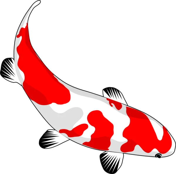 Red and White Koi Fish PNG Transparent Background