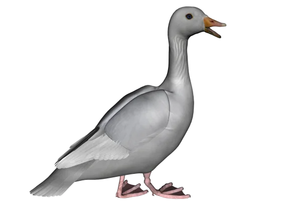 White Goose Transparent PNG