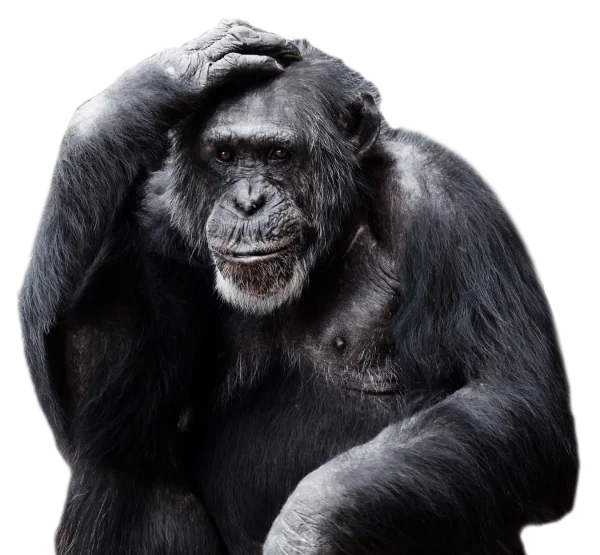 Thoughtful Chimpanzee PNG Transparent Background