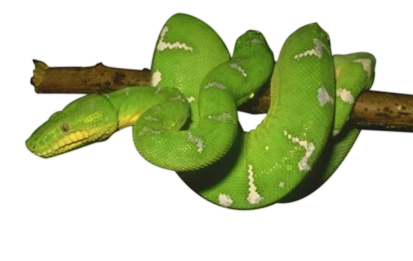 Green Snake on Branch PNG Transparent Background