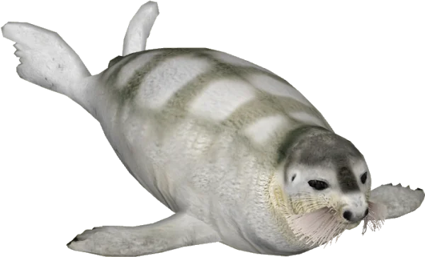 Swimming Seal PNG Transparent Background