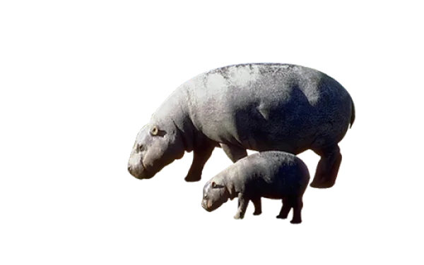 Mother and Baby Hippo PNG Transparent Background