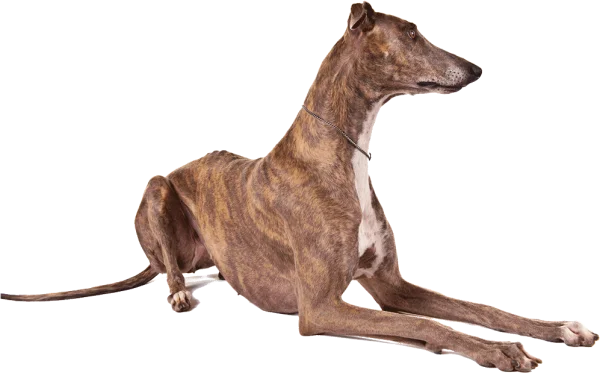 Brindle Greyhound Dog Lying Down PNG Transparent Background
