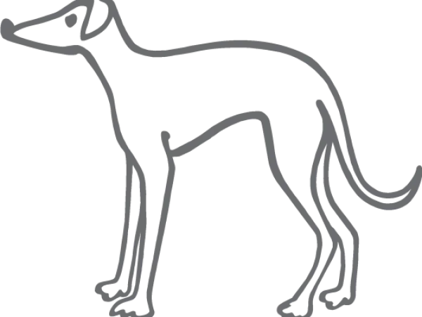 Greyhound Dog Line Art PNG Transparent Background