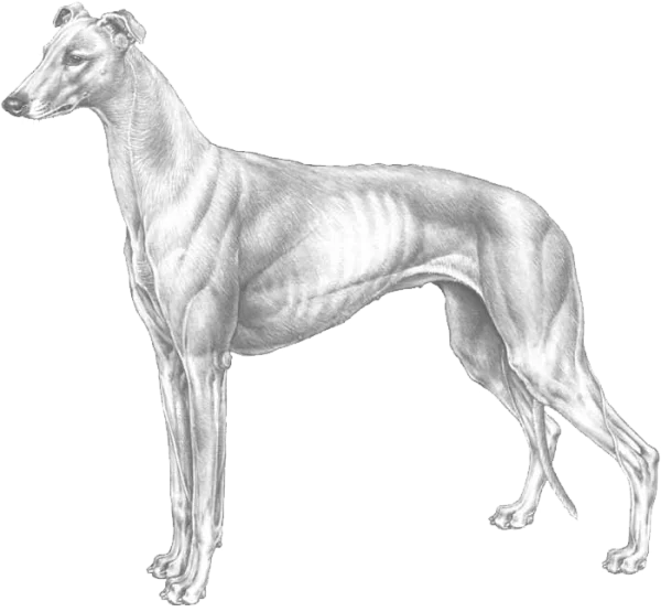 Elegant Greyhound Dog Illustration PNG
