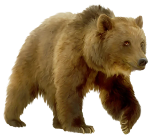Brown Bear Walking PNG Transparent Background