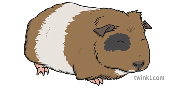 Brown and White Guinea Pig PNG Transparent
