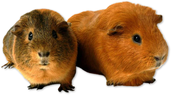 Two Cute Guinea Pigs PNG Transparent Background