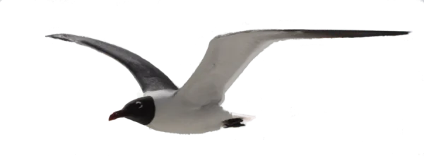 Flying Seagull Transparent PNG