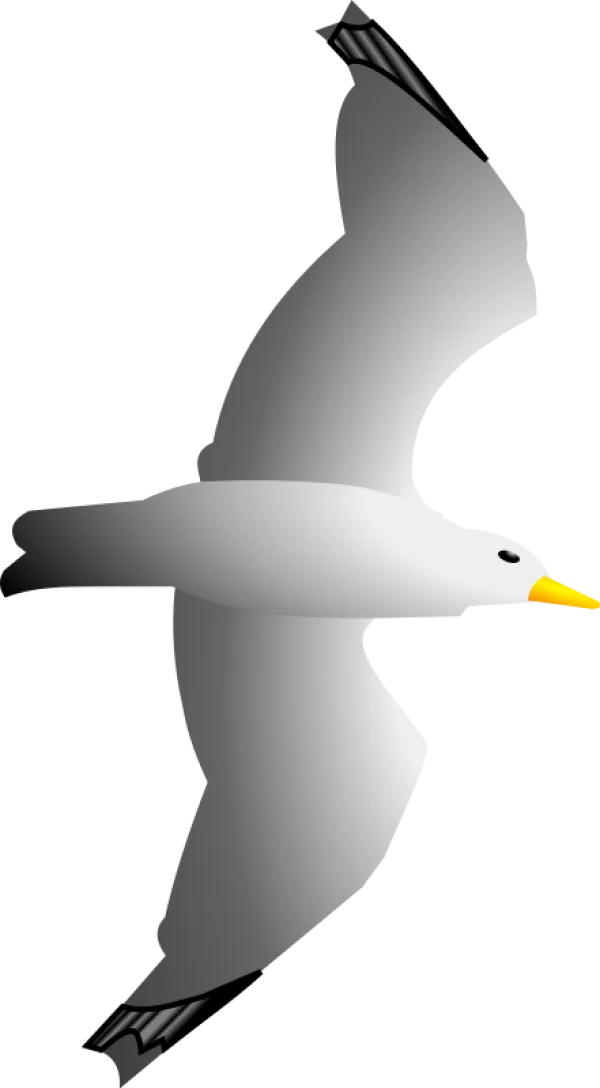 Flying Seagull Transparent PNG