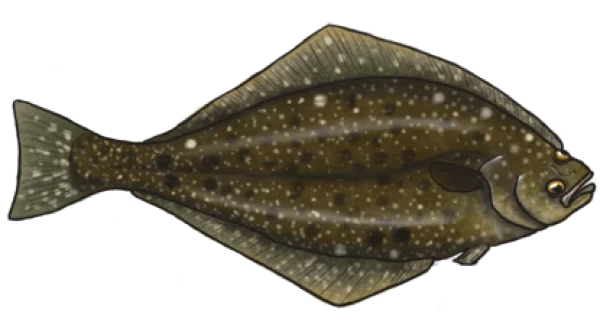 Flounder Fish PNG Transparent Background