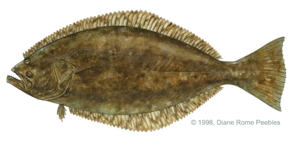 Flounder Fish PNG Transparent Background