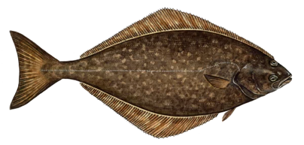 Realistic Halibut Fish PNG Transparent