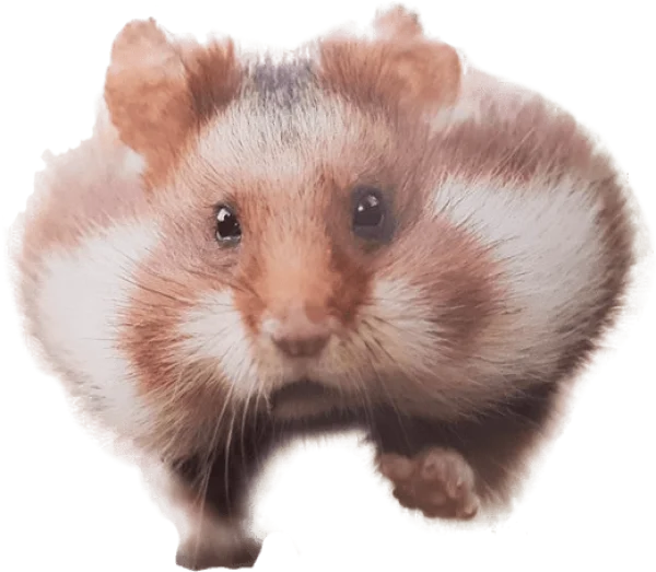 Cute Hamster with Full Cheeks PNG Transparent