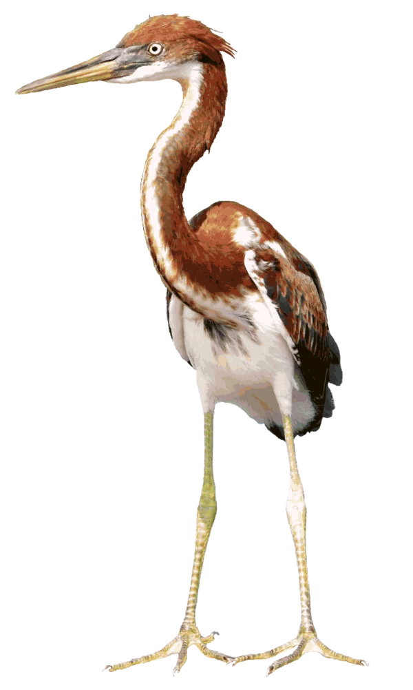 Tricolored Heron Standing PNG Transparent Background