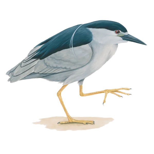 Black-crowned Night Heron Transparent PNG