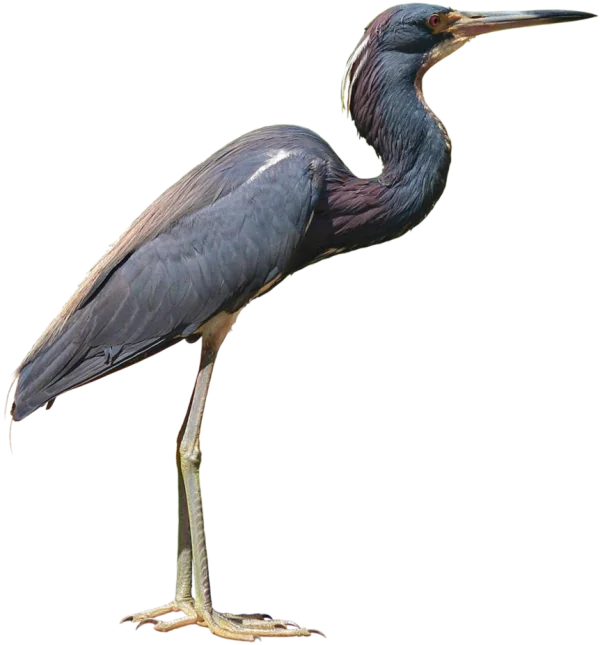 Graceful Blue Heron Standing PNG Transparent Background