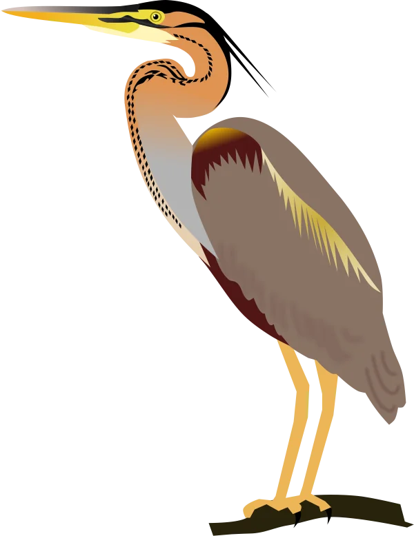 Heron Bird Illustration PNG Transparent Background