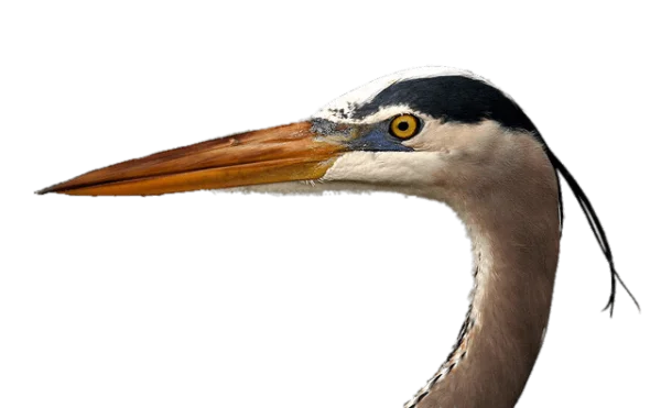 Great Blue Heron Head PNG Transparent Background