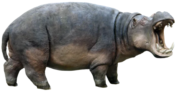 Hippopotamus Open Mouth PNG Transparent Background