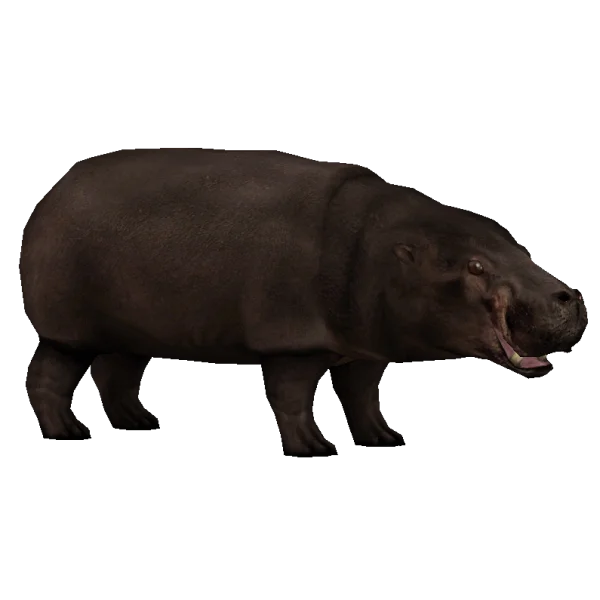 Pygmy Hippopotamus PNG Transparent Background