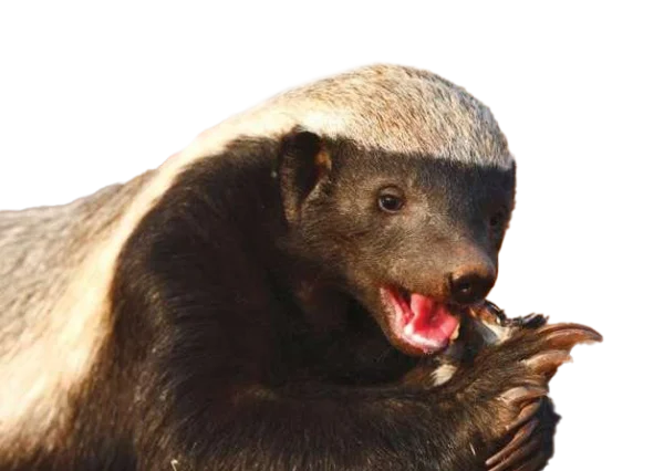 Honey Badger Eating Transparent PNG