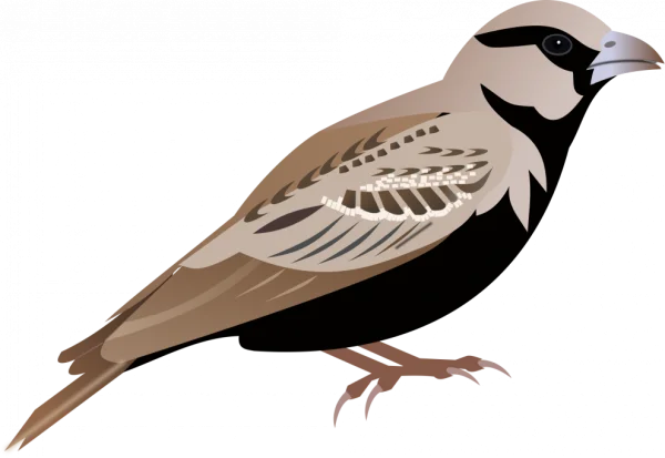 Stylized Brown Sparrow PNG Transparent Background