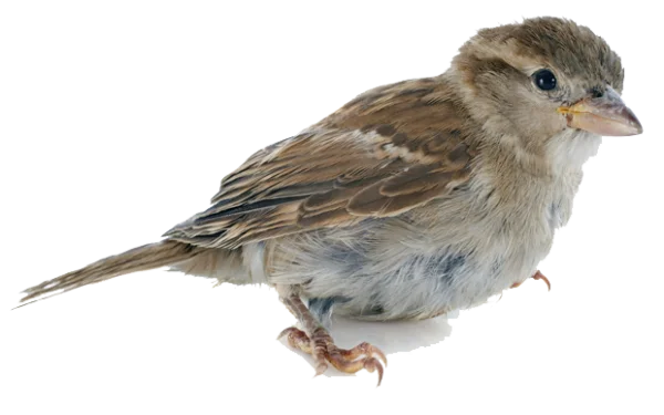 Sparrow PNG Transparent Background
