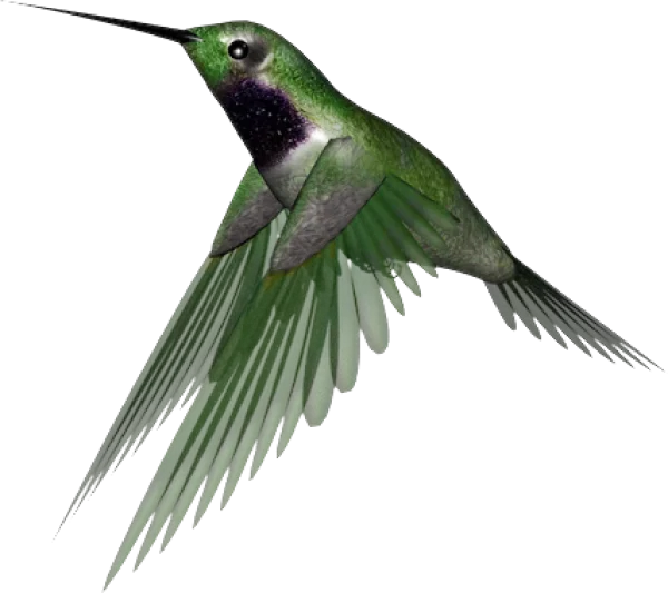 Green Hummingbird in Flight PNG Transparent